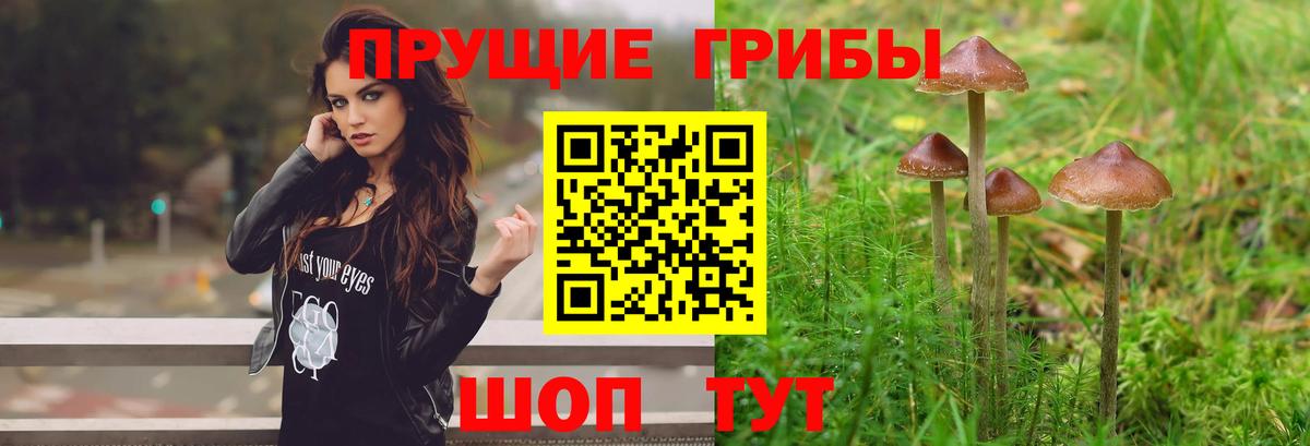 Галлюциногенные грибы Psilocybe  Псилоцибиновые грибы мухоморы  Казань  Вход с VPN 